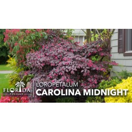 Loropetalum Carolina Midnight | 3 Live Plants | Loropetalum Chinense | Purple Foliage Shrub | Ornamental Landscape Bush | Fast Growing Plants
