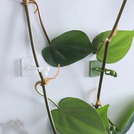 Plant Climbing Wall Fixture Clips – Self Adhesive Plant Vine Fixer, Wall Fixed Buckle Hook, Plant Support Clips
