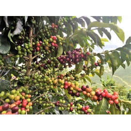 Crema One Schümli Coffee Roasted Coffee Beans 1 kg - Thickness 3/5 - Swiss Blend Whole Beans 70% Arabica 30% Robusta - Schuemli Bean Coffee Hand Roasted from German Traditional Roasting Company