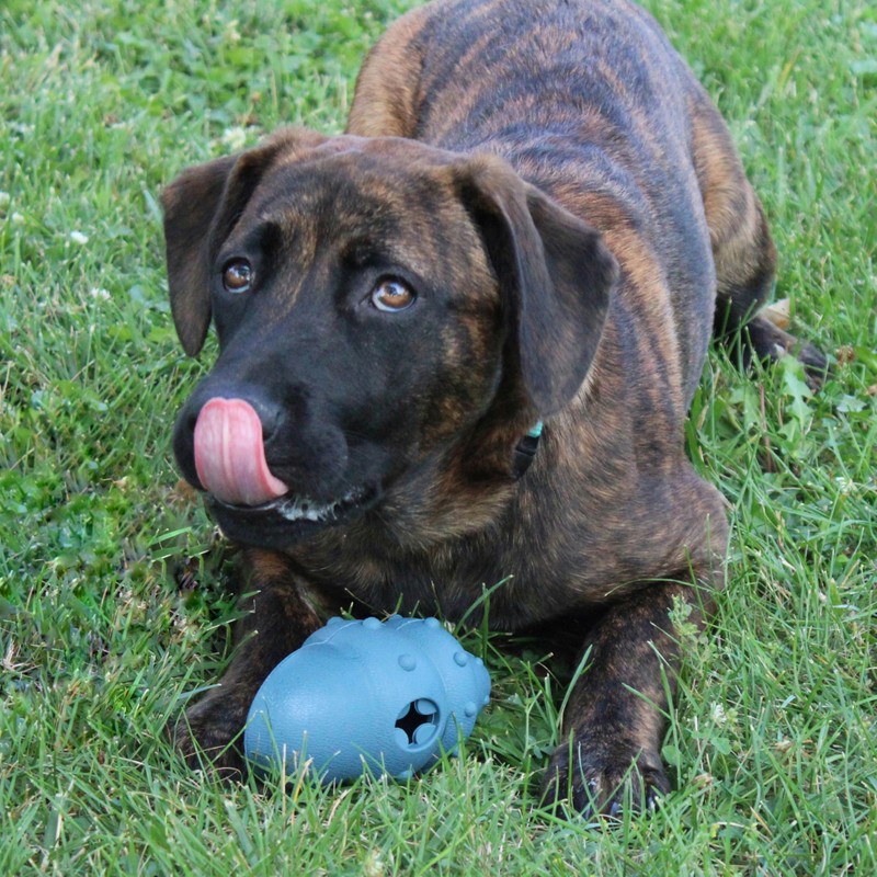 SPOT Ethical Products Love The Conch Shell 5.5" Assorted