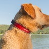 EzyDog Neo Dog Collar - Waterproof & Reflective Dog Collar