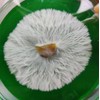 Booming Acres 70mm Potato Dextrose Yeast Colored Agar Cup 15