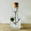 Toss Rocks Marimo Moss Ball Terrarium Kit
