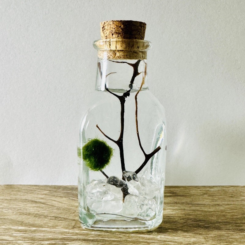 Toss Rocks Marimo Moss Ball Terrarium Kit