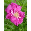 Rosa X Purple Pavement (Rose) Rose, purple flowers, #3 -