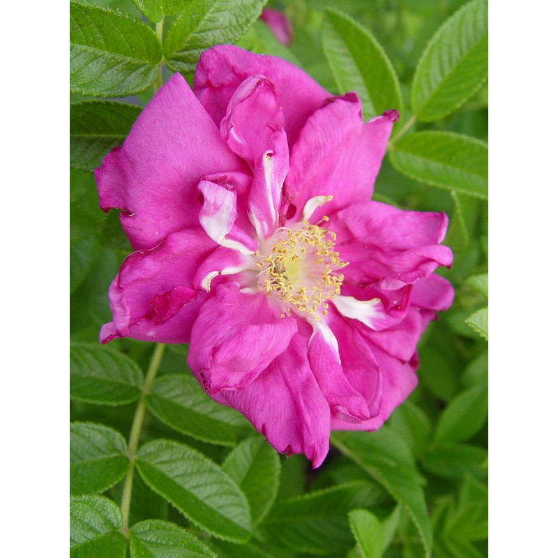 Rosa X Purple Pavement (Rose) Rose, purple flowers, #3 -