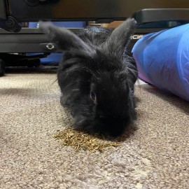 Food4Buns Plantain Leaves crushed Bunny Rabbit Guinea Pig Chinchilla Hamster Degu Gerbil - 8 oz