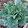Georgia Southern Collard Greens Seeds (500+) USA Grown Non-GMO