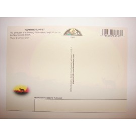 Coyote Wolf in front of blazing red yellow sunset desert sun New Mexico Postcard