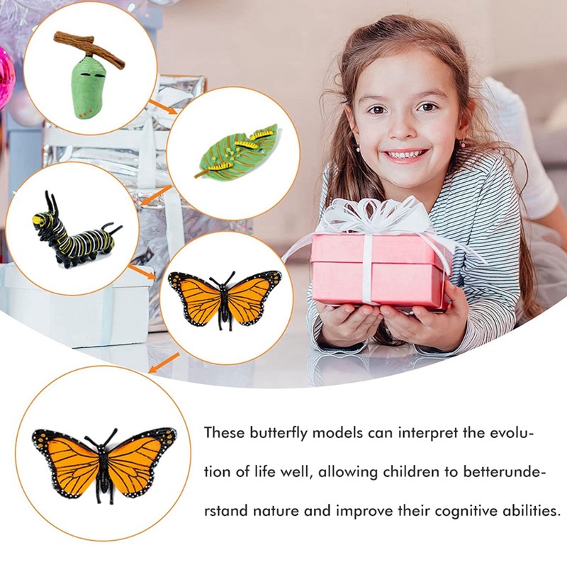 Insects Life Cycle Kit Stages of Insect with Wooden Tray