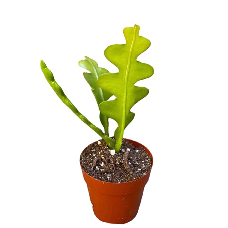 USKC Live Cactus Plants Fishbone Cactus (2.5" Pot)