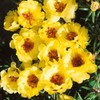 Outsidepride Moss Rose Yellow - 10000 Seeds