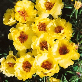 Outsidepride Moss Rose Yellow - 10000 Seeds