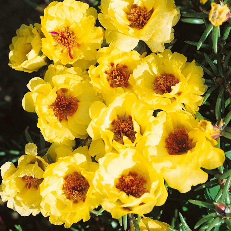 Outsidepride Moss Rose Yellow - 10000 Seeds
