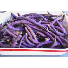 TomorrowSeeds - Royal Burgundy Bean Seeds - 30+ Count - for 2025 Planting Purple Violet Bean French Snap Beans Heirloom Green String Vegetable Grow Your Own Home Farm Patio Healthy Sustainable Living