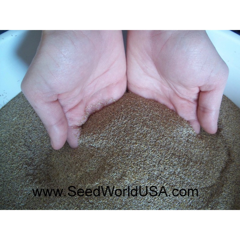Penncross Creeping Bentgrass Seeds - 2 Lbs. (Certified)