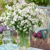 Outsidepride White Ageratum Seeds - 5000 Pcs Annual Flower Seeds