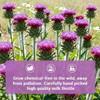 Milk Thistle Tea Bags, Natural Milk Thistle Seed, 50 Teabags,