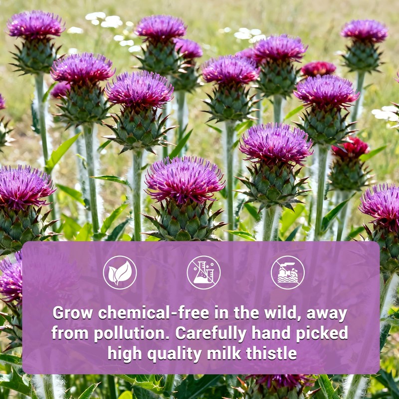 Milk Thistle Tea Bags, Natural Milk Thistle Seed, 50 Teabags,
