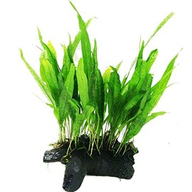 Mainam Java Fern on Driftwood (5-6 Inch) | Microsorum Pteropus Freshwater Easy Low Light Live Aquarium Plant Decorations 3 Days Guarantee