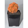 Live Orange Desert Gem Cactus - Live Plants, House Plant,