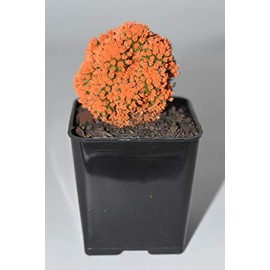 Live Orange Desert Gem Cactus - Live Plants, House Plant, Long Lasting Easy Care Plant