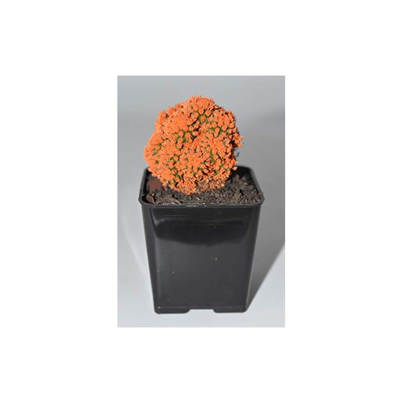 Live Orange Desert Gem Cactus - Live Plants, House Plant,