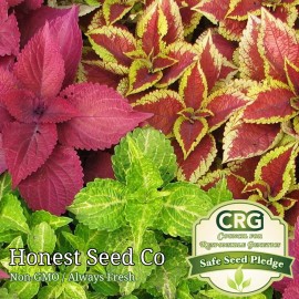 Honest Seed Co. Coleus Flower Plant Seeds Rainbow Mix | Annual Perennial | Non-GMO Garden Seeds - 1,000+ Seeds