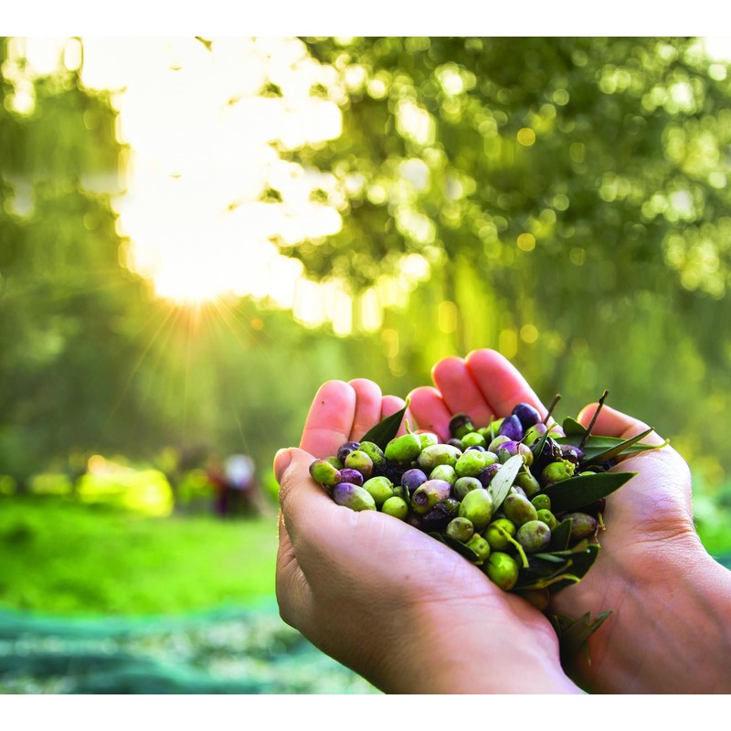 2 x Dalan d'Olive Shampoo Colour Protection Colour (Each 400