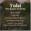 ORGANIC INDIA Tulsi Sleep Herbal Tea - Relaxing Nighttime Blend