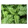 Premier Seeds Direct SPINACH - BLOOMSDALE LONG STANDING - 400