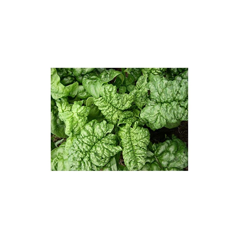 Premier Seeds Direct SPINACH - BLOOMSDALE LONG STANDING - 400