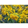 Goldenrod Tea Herb - Natural, Cut & Dried Solidago Virgaurea