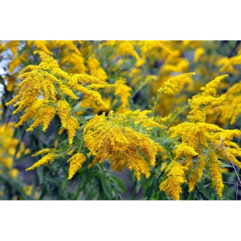 Goldenrod Tea Herb - Natural, Cut & Dried Solidago Virgaurea