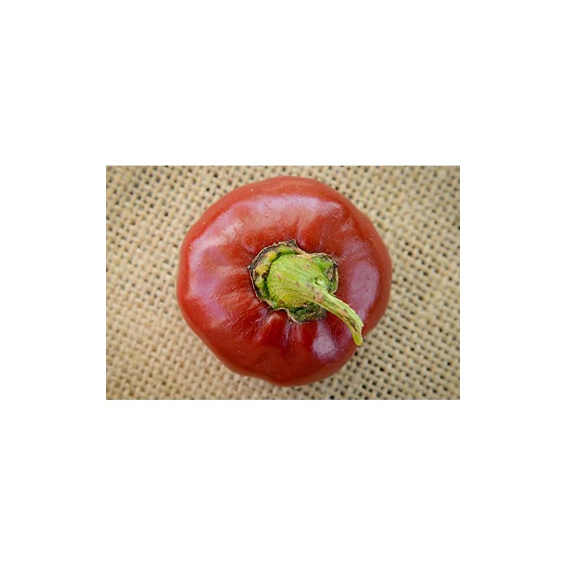 Nora Basque Heirloom Pepper Premium Seeds for Planting Packet +