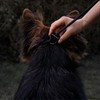 Fenrir Slip Leash 1.4m Professional Dog Training Lead To Stop