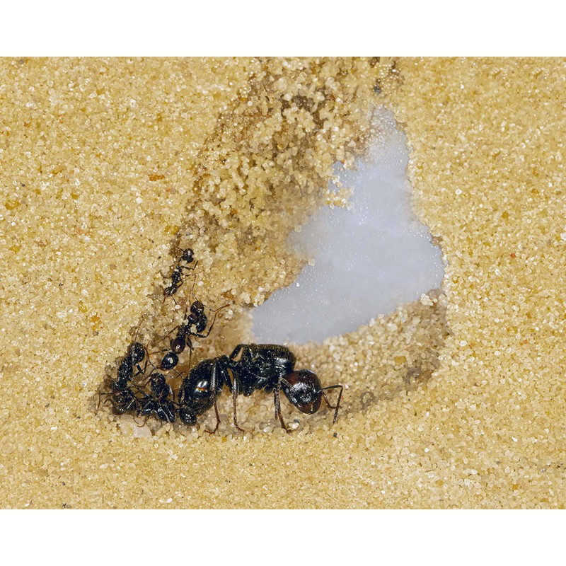 AntHouse - 3D Ant Farm Made of Sand | Red