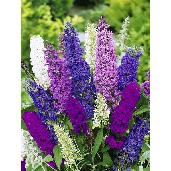 KIRA SEEDS KIRA SEEDS - Seeds Butterfly Bush Giant Mix-