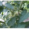 Rhiannons_garden_goodies Ditmarsher Micro Dwarf Tomato Seeds Organic 10 Count *Free