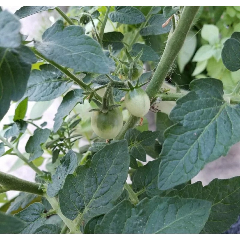 Rhiannons_garden_goodies Ditmarsher Micro Dwarf Tomato Seeds Organic 10 Count *Free