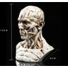 VOANZO Resin Human Model Anatomy Skull Head Muscle Bone Medical