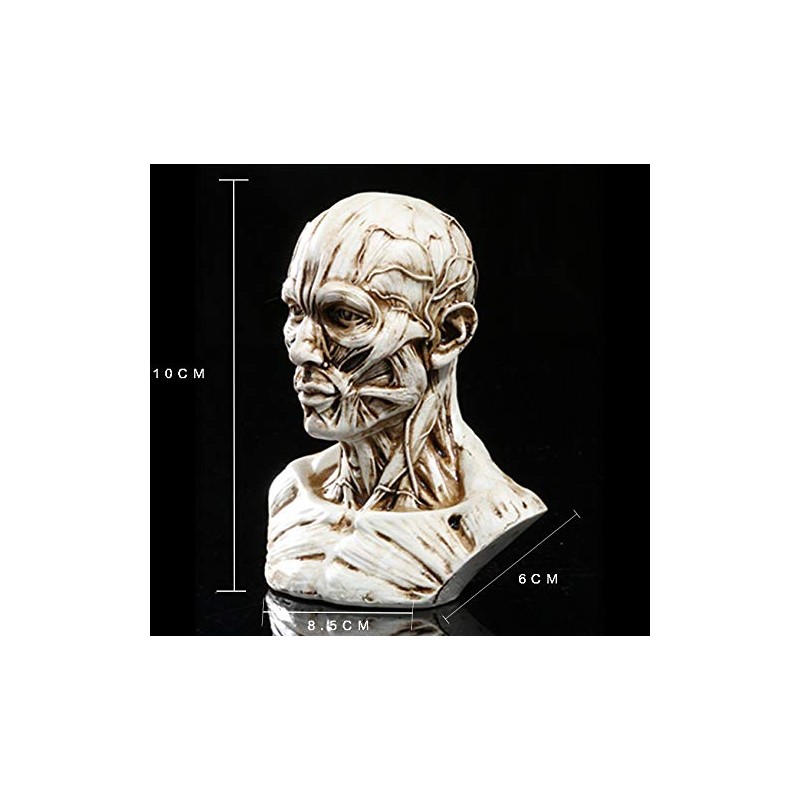VOANZO Resin Human Model Anatomy Skull Head Muscle Bone Medical