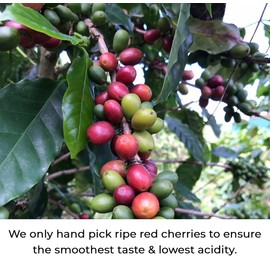 Julian Coffee - Whole Bean, Specialty Grade Single Origin Arabica Coffee From Puerto Rico. Low Acid. 12oz.