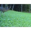 Feeders Outdoors 3lbs JUMBO LADINO WHITE CLOVER Seed For Deer