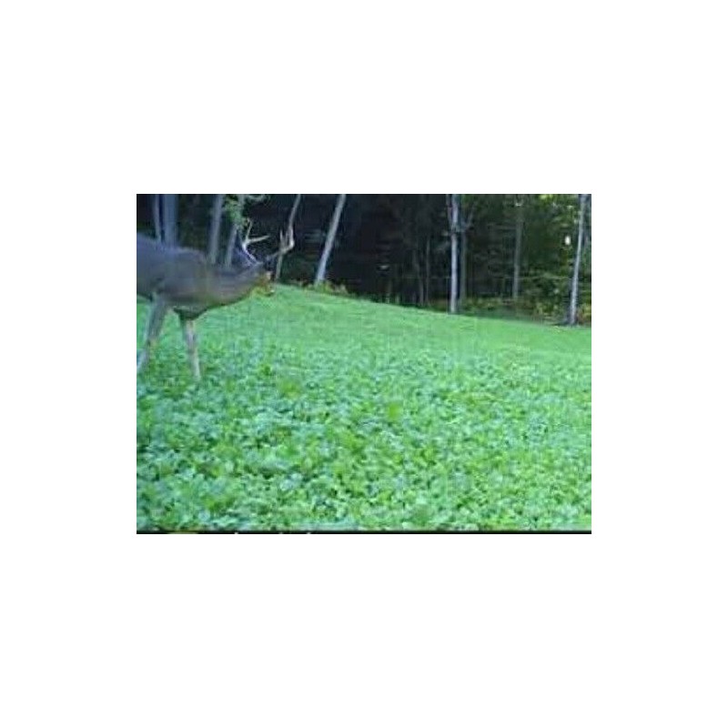 Feeders Outdoors 3lbs JUMBO LADINO WHITE CLOVER Seed For Deer
