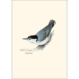 Earth Sky + Water - Peterson’s Nuthatch Assortment Notecard Set - 8 Blank Cards with Envelopes (4 Each of 2 Styles)