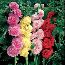 RAISE ME UP: Seeds Hollyhock Chater's Double Mix Perennial Flowers