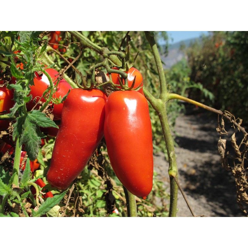 D.O.P. San Marzano Tomatoes Gustarosso DaniCoop – Campania, Italy -