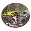 1 x Round MDF Magnet - Cute Green Frogs Nature