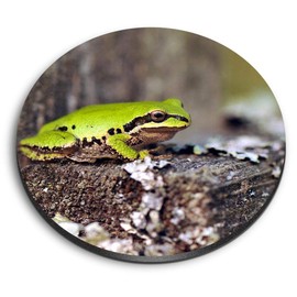1 x Round MDF Magnet - Cute Green Frogs Nature 8894